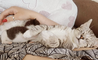 Illustration de l'article : Avec l'aide de sa famille d'accueil, un chaton errant vainc sa timidité et apprend à s'affirmer