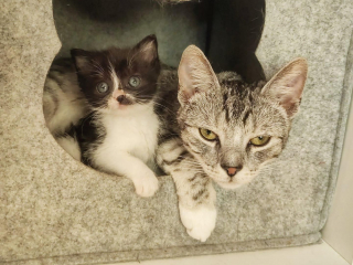 Illustration de l'article : Avec l'aide de sa famille d'accueil, un chaton errant vainc sa timidité et apprend à s'affirmer