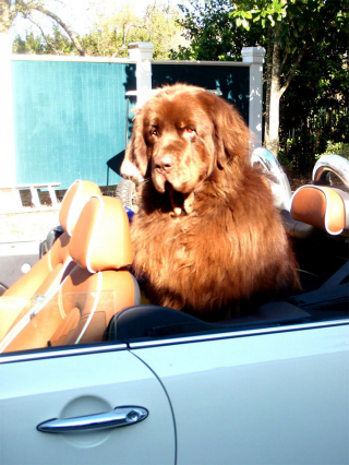 Illustration de l'article : 20 photos craquantes et amusantes de Terre-Neuve