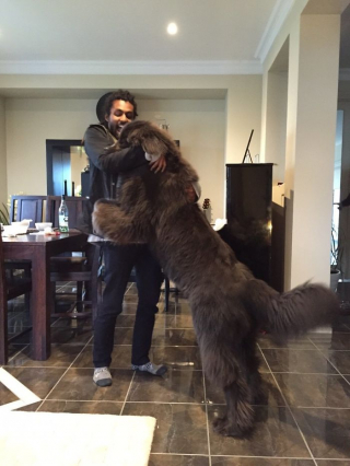 Illustration de l'article : 20 photos craquantes et amusantes de Terre-Neuve