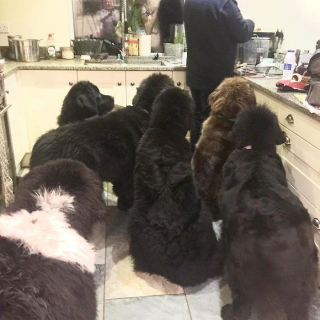 Illustration de l'article : 20 photos craquantes et amusantes de Terre-Neuve