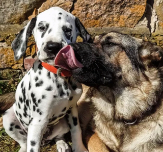 Illustration de l'article : 16 chiens qui s'aiment et s'embrassent pour le faire savoir