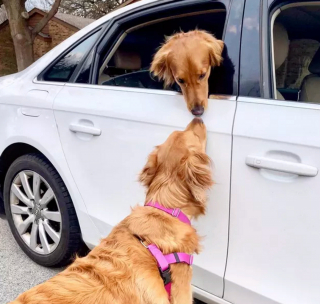 Illustration de l'article : 16 chiens qui s'aiment et s'embrassent pour le faire savoir