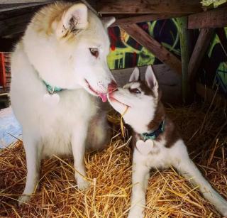 Illustration de l'article : 16 chiens qui s'aiment et s'embrassent pour le faire savoir