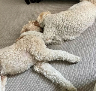 Illustration de l'article : 16 chiens qui s'aiment et s'embrassent pour le faire savoir