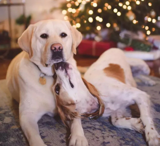 Illustration de l'article : 16 chiens qui s'aiment et s'embrassent pour le faire savoir