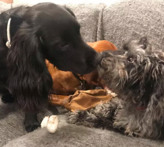 Illustration de l'article : 16 chiens qui s'aiment et s'embrassent pour le faire savoir