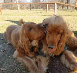 Illustration de l'article : 16 chiens qui s'aiment et s'embrassent pour le faire savoir