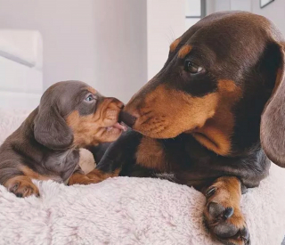 Illustration de l'article : 16 chiens qui s'aiment et s'embrassent pour le faire savoir