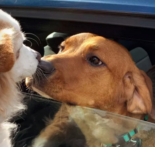 Illustration de l'article : 16 chiens qui s'aiment et s'embrassent pour le faire savoir