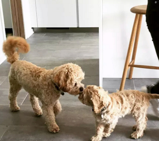 Illustration de l'article : 16 chiens qui s'aiment et s'embrassent pour le faire savoir