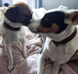 Illustration de l'article : 16 chiens qui s'aiment et s'embrassent pour le faire savoir