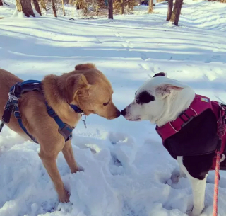 Illustration de l'article : 16 chiens qui s'aiment et s'embrassent pour le faire savoir