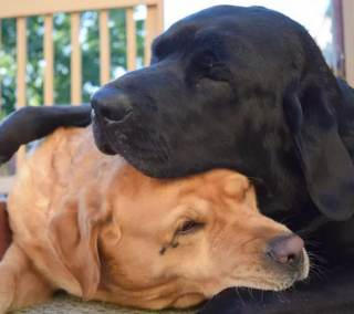 Illustration de l'article : 16 chiens qui s'aiment et s'embrassent pour le faire savoir