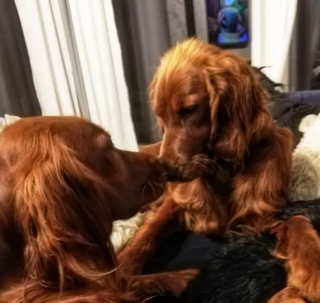 Illustration de l'article : 16 chiens qui s'aiment et s'embrassent pour le faire savoir