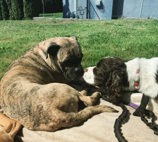 Illustration de l'article : 16 chiens qui s'aiment et s'embrassent pour le faire savoir