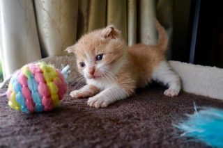 Illustration de l'article : Sourd et chétif, ce minuscule chaton mène un combat pour la vie entouré d'un amour bienveillant
