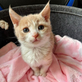 Illustration de l'article : Sourd et chétif, ce minuscule chaton mène un combat pour la vie entouré d'un amour bienveillant