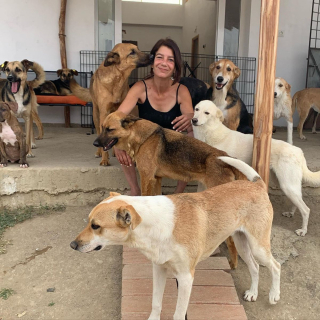 Illustration de l'article : La vidéo touchante de plusieurs chiens handicapés et sauvés de l'errance qui découvrent la joie de courir sur la plage