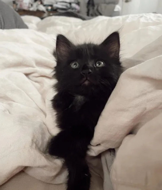 Illustration de l'article : Un chaton découvert seul dans un carton est accueilli par une femme qui ne pensait le garder que provisoirement