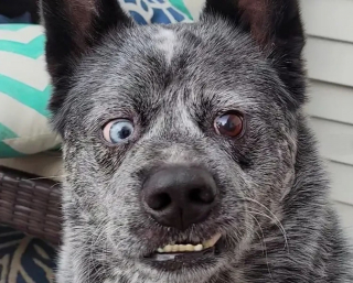 Illustration de l'article : Le visage déformé de Moose et sa partie du cerveau manquante ne l’empêchent pas d’être "le chien le plus heureux du monde"