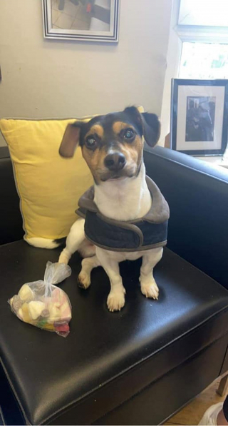 Illustration de l'article : Les visites de Milo le Jack Russell remplit de joie les résidents de cette maison de retraite