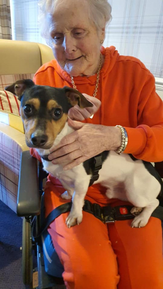 Illustration de l'article : Les visites de Milo le Jack Russell remplit de joie les résidents de cette maison de retraite