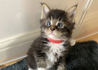 Illustration de l'article : Ce Maine Coon avec un strabisme a un charme irrésistible, voici son histoire