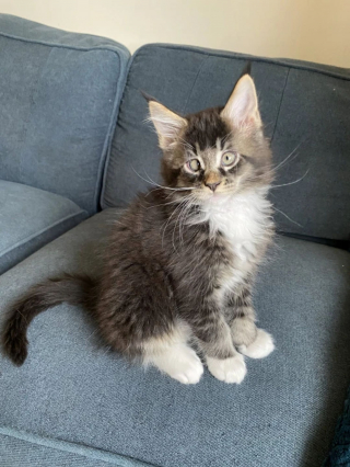 Illustration de l'article : Ce Maine Coon avec un strabisme a un charme irrésistible, voici son histoire