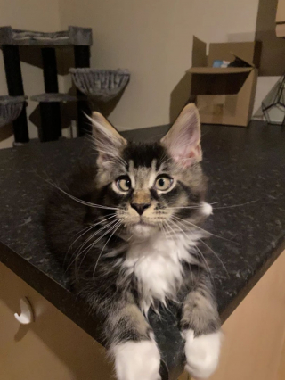 Illustration de l'article : Ce Maine Coon avec un strabisme a un charme irrésistible, voici son histoire