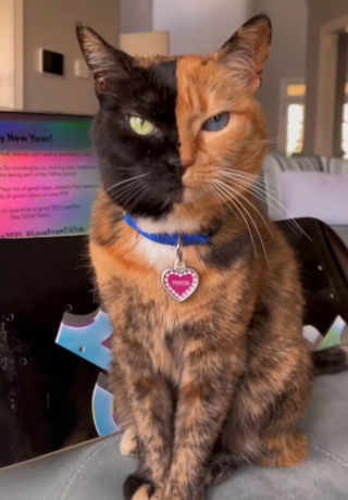 Illustration de l'article : Avec sa beauté envoûtante, cette chatte chimère fait sensation sur les réseaux sociaux