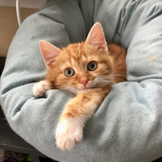 Illustration de l'article : Un chaton fait preuve de détermination pour surmonter ses problèmes de santé et croquer la vie à pleines dents