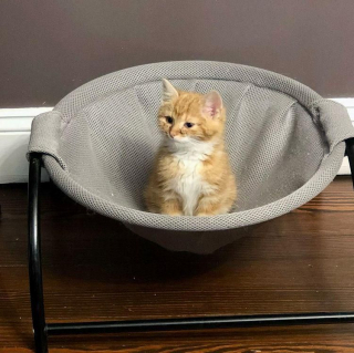 Un Chaton Fait Preuve De Determination Pour Surmonter Ses Problemes De Sante Et Croquer La Vie A Pleines Dents