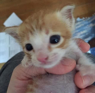 Illustration de l'article : Ils pensaient être arrivés trop tard en découvrant un chaton inanimé par terre, puis un léger mouvement a ravivé l’espoir