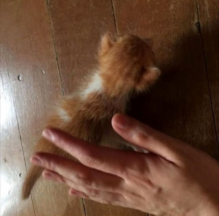 Illustration de l'article : Ils pensaient être arrivés trop tard en découvrant un chaton inanimé par terre, puis un léger mouvement a ravivé l’espoir