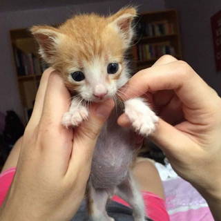 Illustration de l'article : Ils pensaient être arrivés trop tard en découvrant un chaton inanimé par terre, puis un léger mouvement a ravivé l’espoir