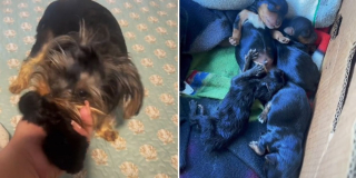 Illustration de l'article : Une chienne adopte un chaton abandonné et l’élève avec ses propres chiots (vidéo)