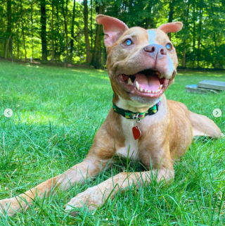 Illustration de l'article : Une femelle Pitbull aveugle recouvre la vue et ne peut cacher son bonheur (vidéo)