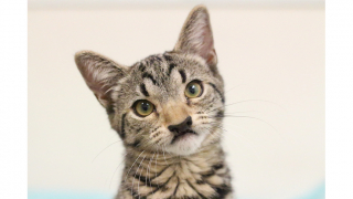 Illustration de l'article : Un chat et une fillette atteints de la même malformation faciale s'unissent pour transformer la vie de centaines d'animaux