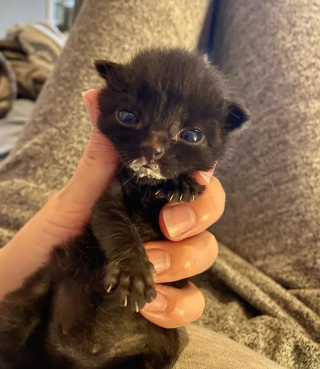 Illustration de l'article : Un chaton délaissé par sa mère est présenté à une chatte venant d’accoucher, avec l’espoir qu’elle l’accepte