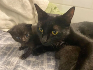 Illustration de l'article : Un chaton délaissé par sa mère est présenté à une chatte venant d’accoucher, avec l’espoir qu’elle l’accepte