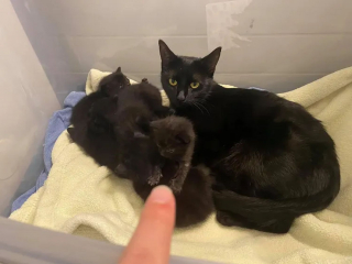 Illustration de l'article : Un chaton délaissé par sa mère est présenté à une chatte venant d’accoucher, avec l’espoir qu’elle l’accepte