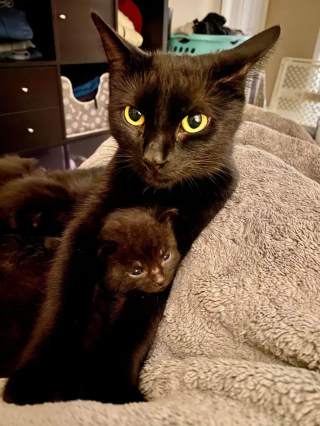 Illustration de l'article : Un chaton délaissé par sa mère est présenté à une chatte venant d’accoucher, avec l’espoir qu’elle l’accepte