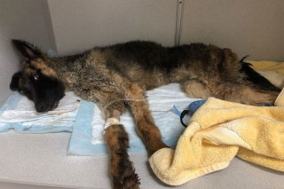 Illustration de l'article : Les vétérinaires se mobilisent pour sauver une chienne affamée, malade et abandonnée dans un sac poubelle