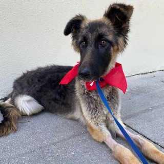 Illustration de l'article : Les vétérinaires se mobilisent pour sauver une chienne affamée, malade et abandonnée dans un sac poubelle