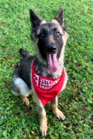 Illustration de l'article : Les vétérinaires se mobilisent pour sauver une chienne affamée, malade et abandonnée dans un sac poubelle