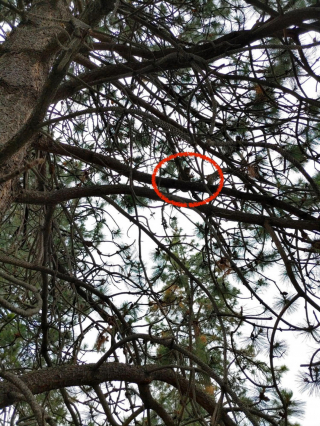 Illustration de l'article : Coincé depuis 6 jours dans un arbre à 24 mètres de haut, un chat voit un élagueur approcher avec tout son équipement