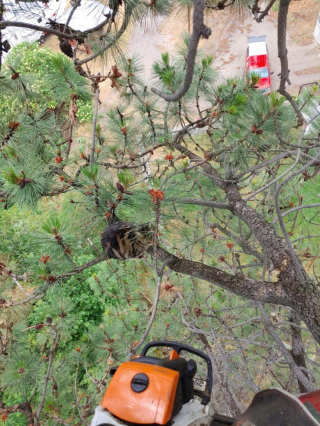 Illustration de l'article : Coincé depuis 6 jours dans un arbre à 24 mètres de haut, un chat voit un élagueur approcher avec tout son équipement