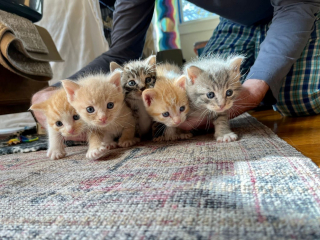 Illustration de l'article : Des dizaines de chats errants peuplent un stade de baseball, car il leur offre des conditions de vie uniques