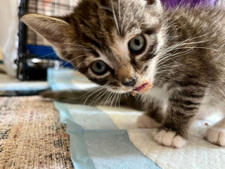 Illustration de l'article : Des dizaines de chats errants peuplent un stade de baseball, car il leur offre des conditions de vie uniques